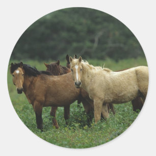 Adesivo Redondo Cavalos selvagens 4 do mustang