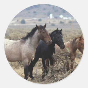 Adesivo Redondo Cavalos selvagens 5 do mustang
