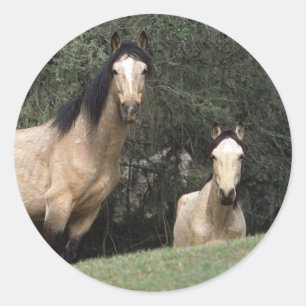 Adesivo Redondo Cavalos selvagens 6 do mustang
