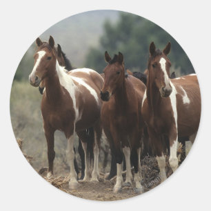 Adesivo Redondo Cavalos selvagens 7 do mustang