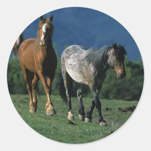 Adesivo Redondo Cavalos selvagens do mustang