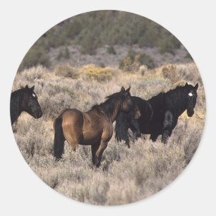 Adesivo Redondo Cavalos selvagens do mustang no deserto 2