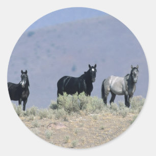 Adesivo Redondo Cavalos selvagens do mustang no deserto 3