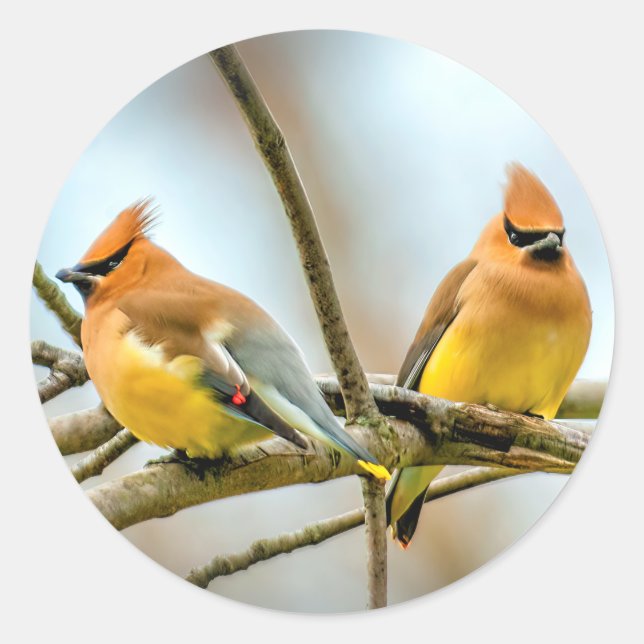 Adesivo Redondo Cedar Waxwing - Foto Original (Frente)