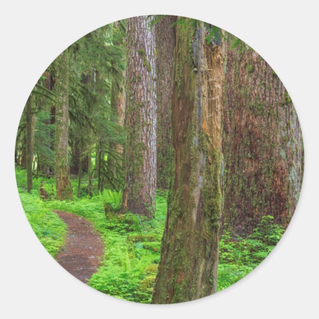 Adesivo Redondo Cenário de floresta primária (Frente)