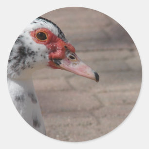 Adesivo Redondo Céu