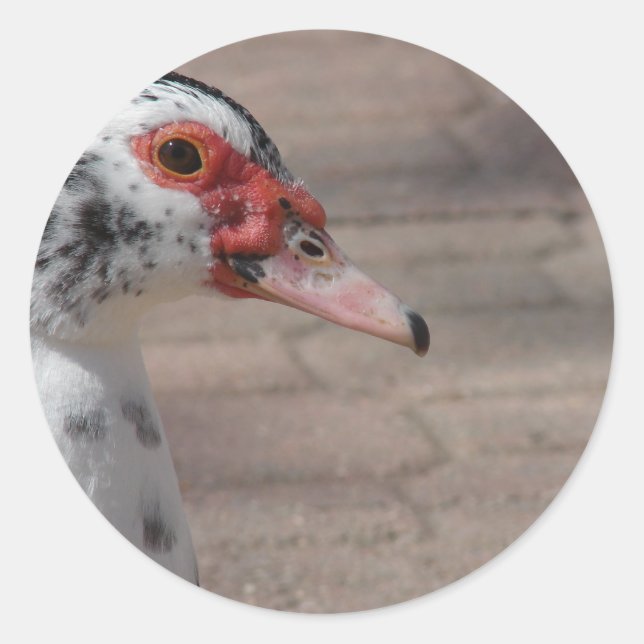 Adesivo Redondo Céu (Frente)