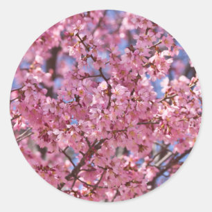Adesivo Redondo Céu Rosa Flor de Cerejeira Sakura