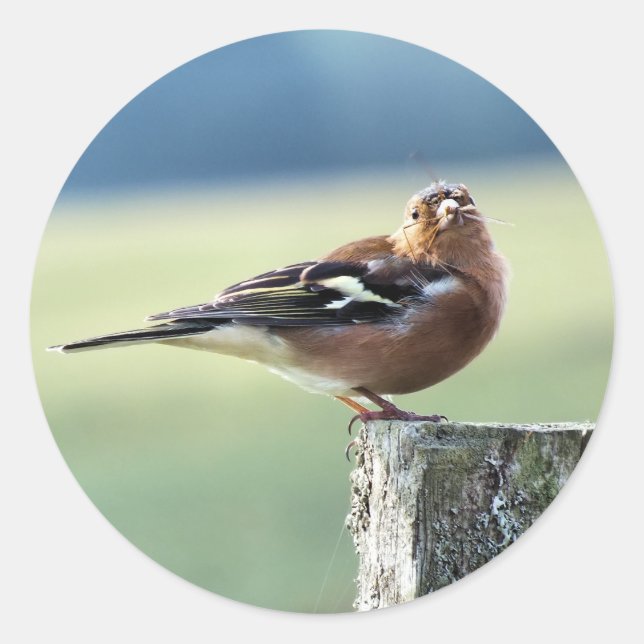 ADESIVO REDONDO CHAFFINCH (Frente)