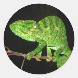 Adesivo Redondo Chameleão (Chamaeleo zeylanicus)