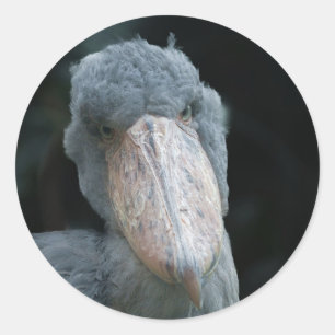 Adesivo Redondo Charme de Shoebill