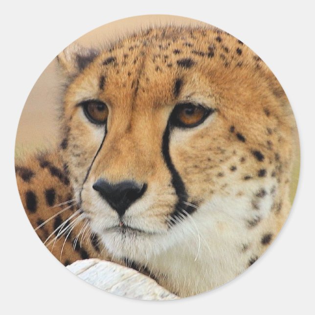 Adesivo Redondo Cheetah (Frente)