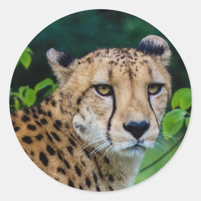 Adesivo Redondo Cheetah (Frente)
