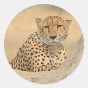 Adesivo Redondo Cheetah Gaze Sticker