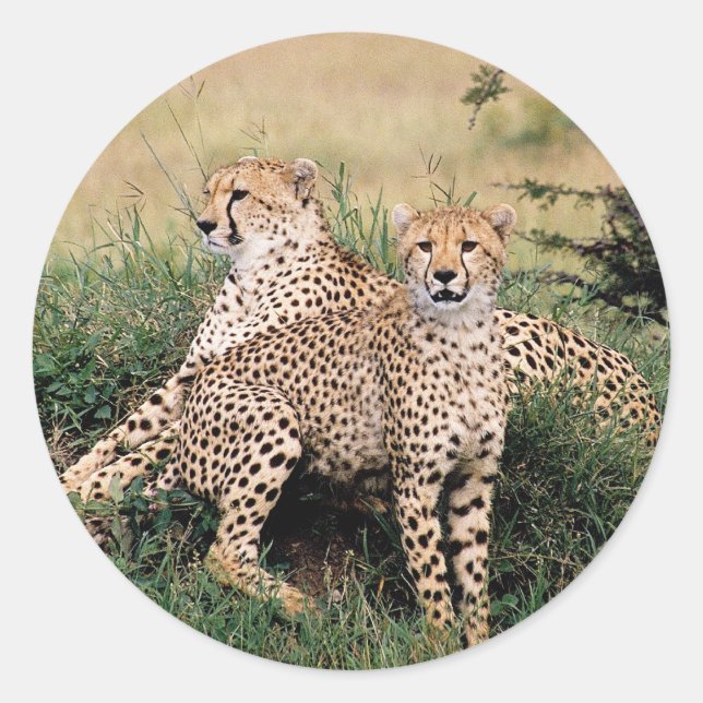 Adesivo Redondo Cheetah Pair (Frente)