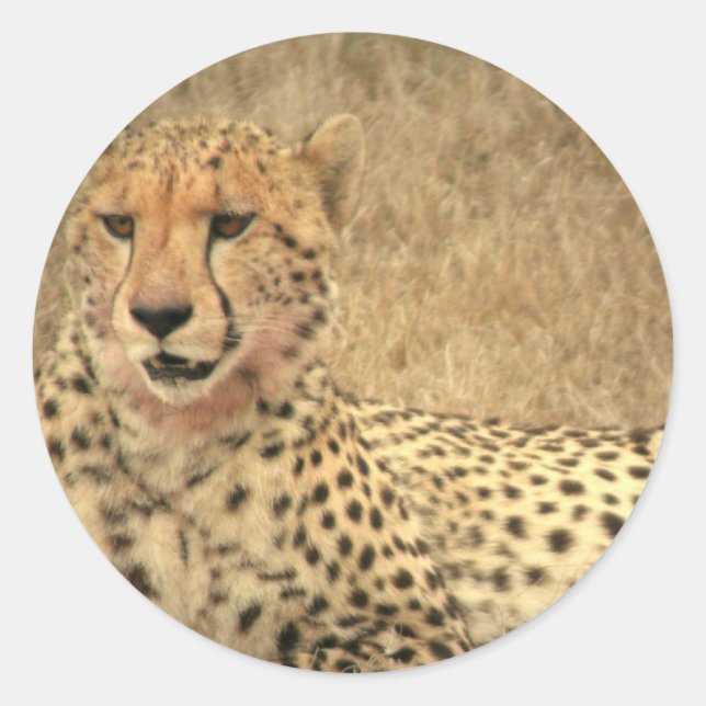 Adesivo Redondo Cheetah Spots Sticker (Frente)