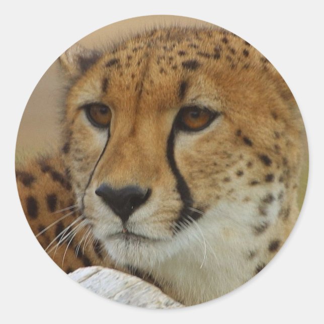 Adesivo Redondo Cheetah Sticker (Frente)