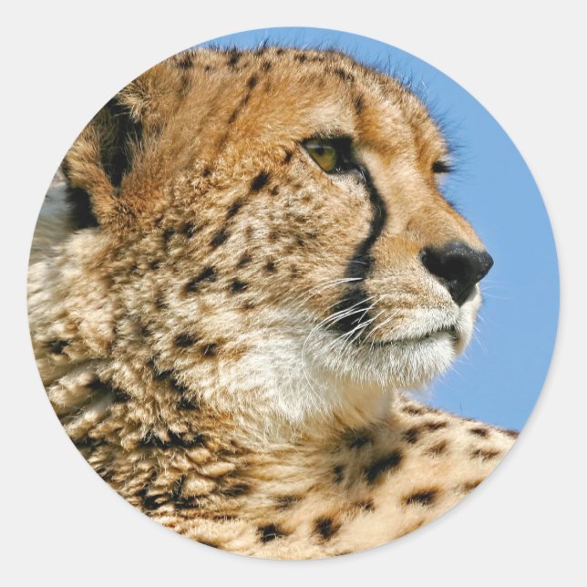 Adesivo Redondo Cheetah Sticker (Frente)