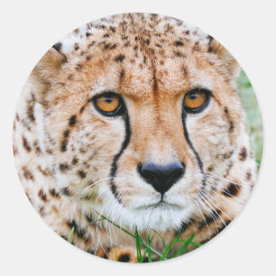 Adesivo Redondo Cheetah Stickers