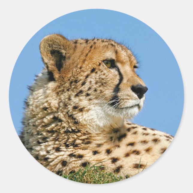 Adesivo Redondo Cheetah Stickers (Frente)