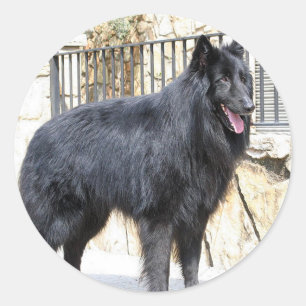 Adesivo Redondo Cheio belga (de Groenendael)