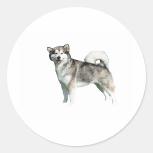 Adesivo Redondo cheio malamute do alaskan.png