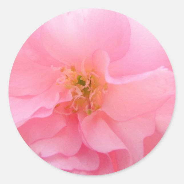 Adesivo Redondo Cherry Blossom Stickers (Frente)