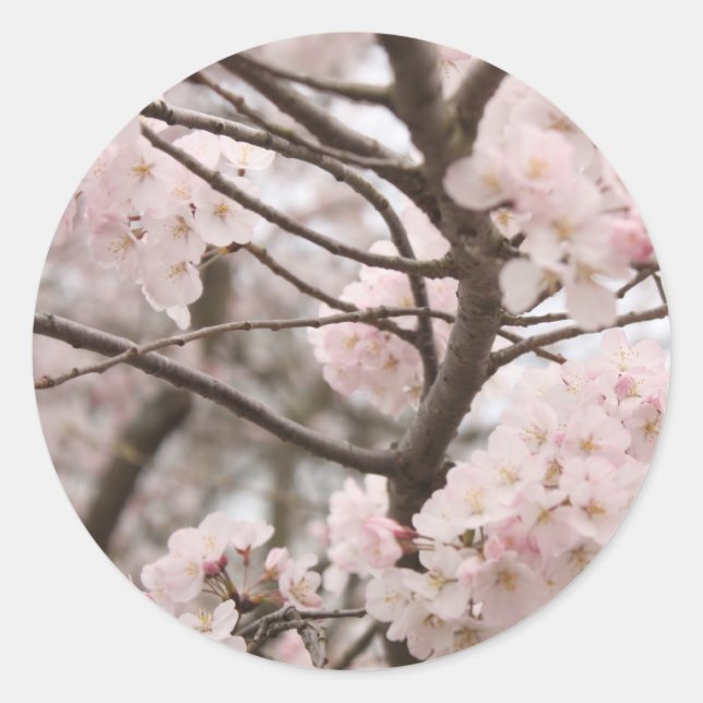 Adesivo Redondo Cherry Blossom Stickers (Frente)