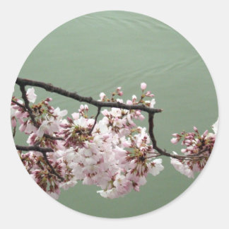 Adesivo Redondo Cherry Blossom Washington DC