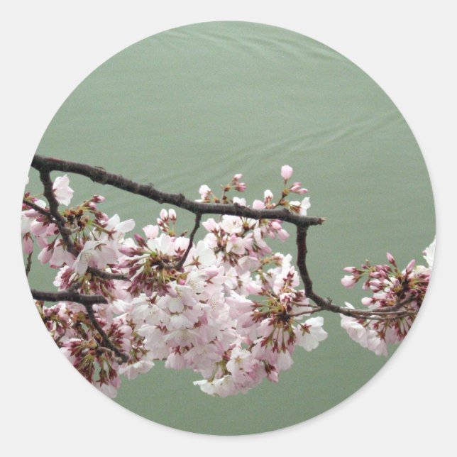 Adesivo Redondo Cherry Blossom Washington DC (Frente)