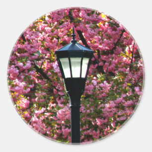 Adesivo Redondo Cherry Blossomo Lâmpada Vitoriana Posta Cena Boni