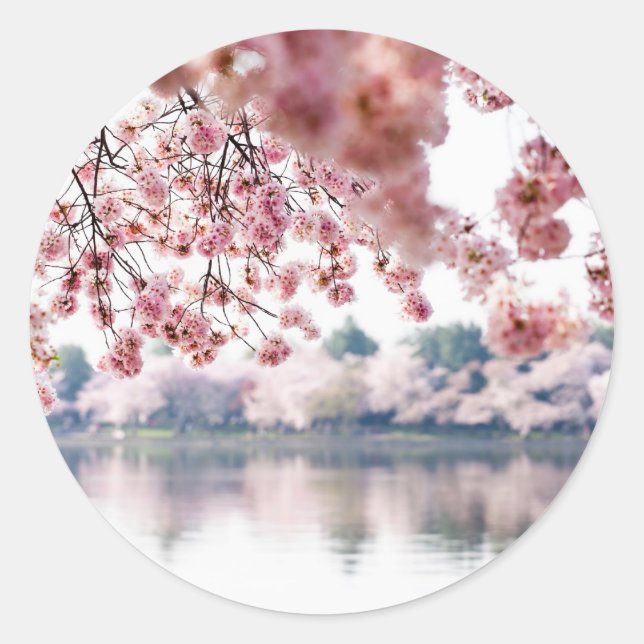 Adesivo Redondo Cherry Blossoms (Frente)