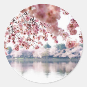 Adesivo Redondo Cherry Blossoms