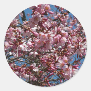 Adesivo Redondo Cherry Blossoms e Blue Sky Primavera Floral