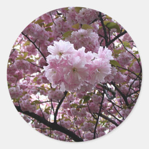 Adesivo Redondo Cherry Blossoms Sticker