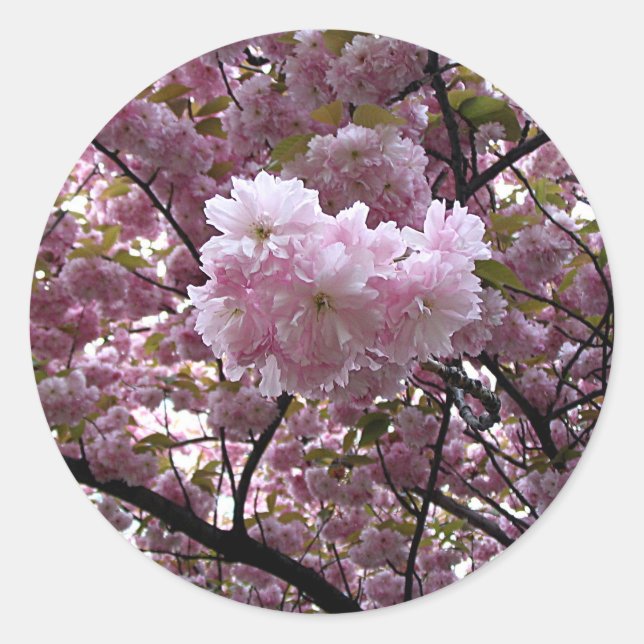 Adesivo Redondo Cherry Blossoms Sticker (Frente)