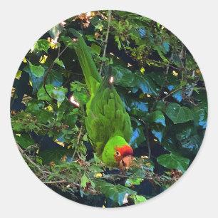 Adesivo Redondo Cherry Headed Conure #1 Stickers