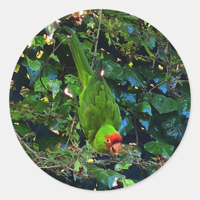 Adesivo Redondo Cherry Headed Conure #1 Stickers (Frente)