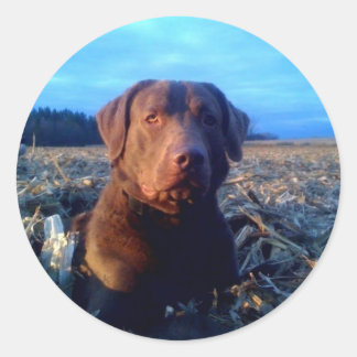 Adesivo Redondo Chessie