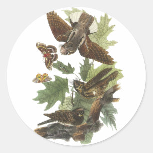 Adesivo Redondo Chicote-pobre-, John Audubon