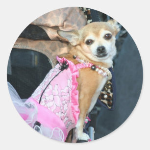 Adesivo Redondo Chihuahua