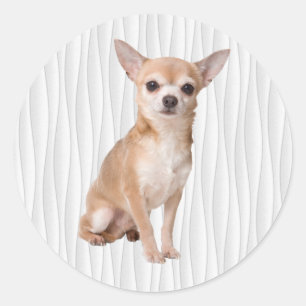 Adesivo Redondo Chihuahua