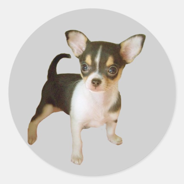 Adesivo Redondo Chihuahua Cutie Sticker (Frente)