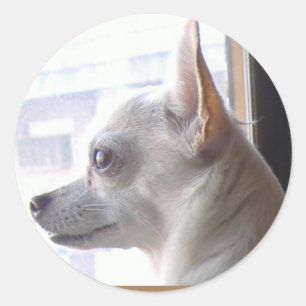 Adesivo Redondo Chihuahua Face Perfil Stickers