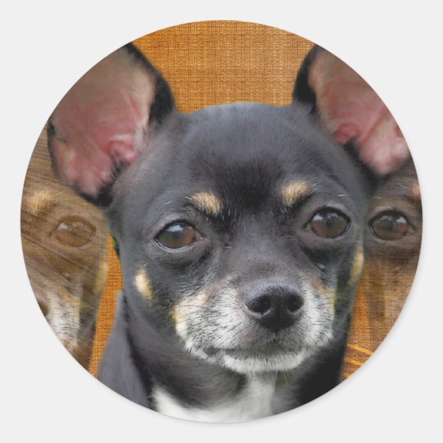 Adesivo Redondo Chihuahua Isabella Cresent Lua (Frente)