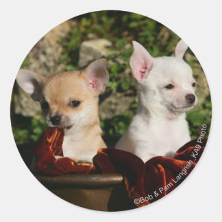 Adesivo Redondo Chihuahua Puppies