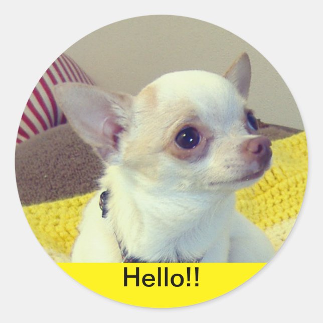 Adesivo Redondo Chihuahua Puppy  (Frente)