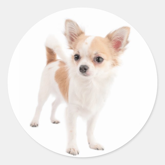 Adesivo Redondo Chihuahua Puppy Dog Stickers / Selos (Frente)