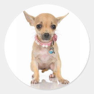 Adesivo Redondo Chihuahua Sticker