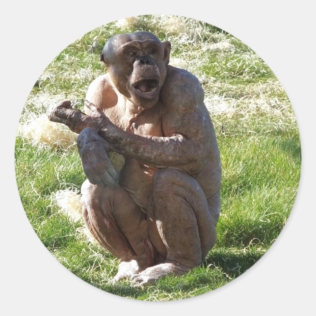 ADESIVO REDONDO CHIMPANZÉ (Frente)
